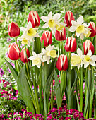 Tulpe (Tulipa) 'Christmas Gift' und Narzisse (Narcissus) 'Johanna'