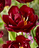 Tulipa Jinan