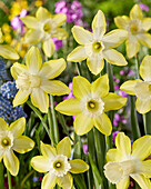 Narzisse (Narcissus) 'Wheatear'