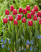 Tulpe (Tulipa) 'Masterclass'