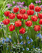 Tulpe (Tulipa) 'Mira'