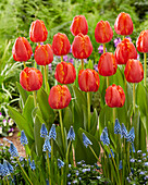Tulpe (Tulipa) 'Ad Rem Parrot'