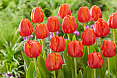 Tulpe (Tulipa) 'Ad Rem Parrot'