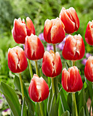Tulpe (Tulipa) 'Jan Buis'