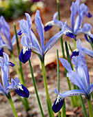 Netzblatt-Schwertlilie (Iris reticulata) 'Clairette'