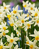 Strauß-Narzisse (Narcissus tazetta subsp. italica)