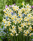 Strauß-Narzisse (Narcissus tazetta subsp. italica)