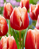 Tulpe (Tulipa) 'Jan Buis'
