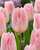 Tulpe (Tulipa) 'Serine'