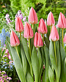 Tulpe (Tulipa) 'Maskovri'