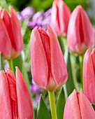 Tulpe (Tulipa) 'Maskovri'