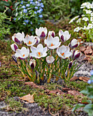 Krokus (Crocus) 'Panda'