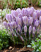 Krokus (Crocus) 'Striped Bird'