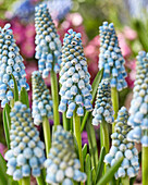 Traubenhyazinthe (Muscari) 'Blue Lagoon'