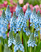 Muscari Early Bird