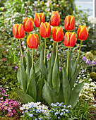 Tulipa Worlds Beauty
