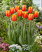 Tulpe (Tulipa) 'Worlds Beauty'