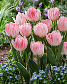 Tulipa Foxtrot Design