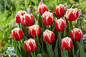 Tulipa Everton