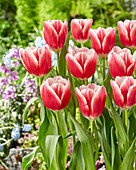 Tulpe (Tulipa) 'His Love'