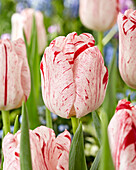 Tulpe (Tulipa) 'Merel Delight'