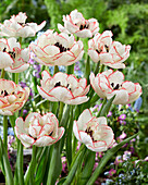 Tulipa Rem Double