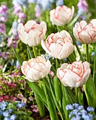 Tulpe (Tulipa) 'Rem Double'