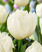Tulpe (Tulipa) 'Snow Tears'