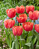 Tulpe (Tulipa) 'Caro'