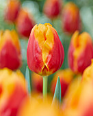 Tulpe (Tulipa) 'Bombita'