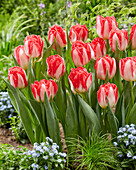 Tulpe (Tulipa) 'Pink Delight'