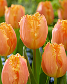 Tulpe (Tulipa) 'Ogene'