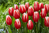 Tulipa Energy4all