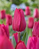 Tulpe (Tulipa) 'Roussillon'