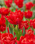 Tulipa Abba