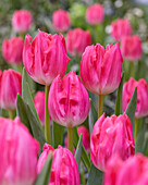 Tulipa Joelle