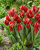 Tulipa Red Spider