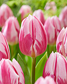 Tulipa Bojangles