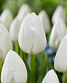 Tulpe (Tulipa) 'Royal Virgin'