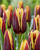 Tulipa Gavota