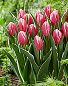 Tulipa Mark Design