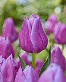 Tulpe (Tulipa) 'Magic Lavender'