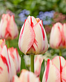 Tulpe (Tulipa) 'Spryng Break'