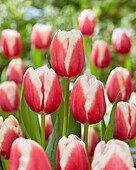 Tulpe (Tulipa) 'Lech Walesa'