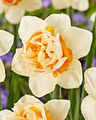 Narzisse (Narcissus) 'Double Date'