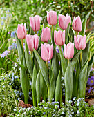 Tulpe (Tulipa) '522-526-02-2004 (Dutch Lane)'