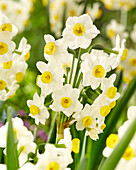 Narzisse (Narcissus) 'Avalanche'