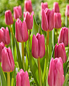 Tulipa Pink Marlene