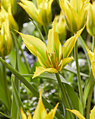 Tulpe (Tulipa) 'Green Mile'