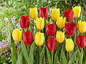 Tulpe (Tulipa) 'Red Gold', ' Strong Gold'